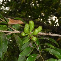 Xylopia nigricans Hook.f. & Thomson